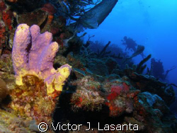 tube sponge at efra wall dive site in parguera , PUERTO RICO by Victor J. Lasanta 
